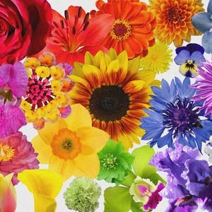 Meet your Posher, V!